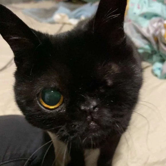 Meet your Posher, Dom - Picture 2 of 7